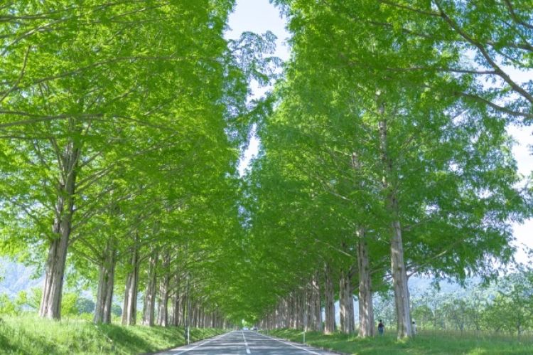 máy bán hàng tự động hấp thụ co2 như cây cối máy bán hàng tự động hấp thụ co2 như cây cối